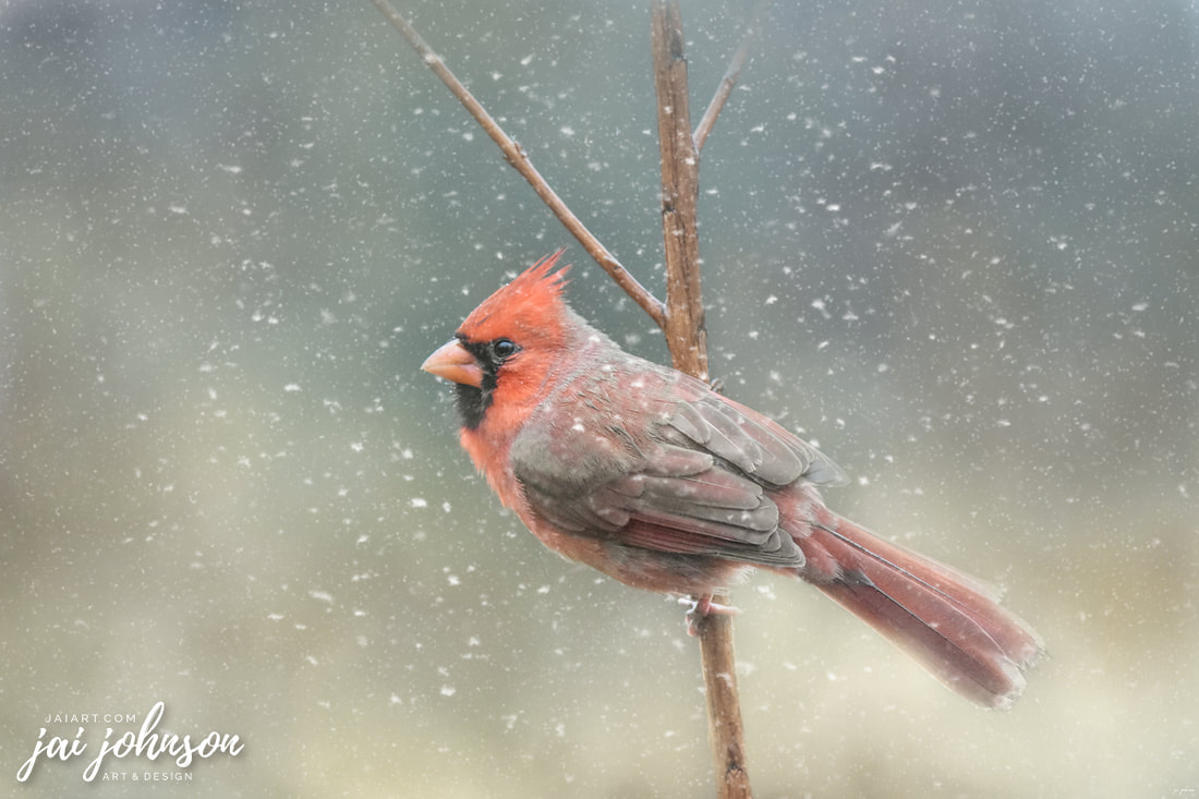 Winter Cardinal Art