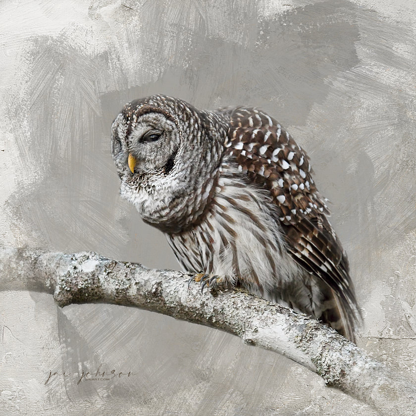 Barred Owl Art