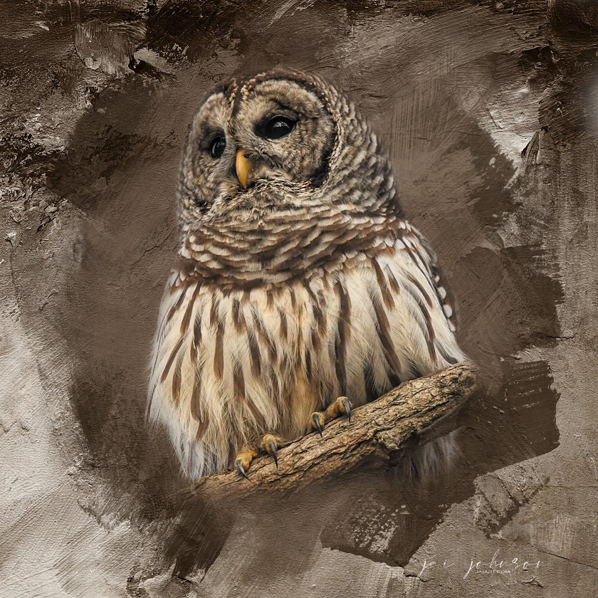 Portrait Of Romeo - owl art by Jai Johnson