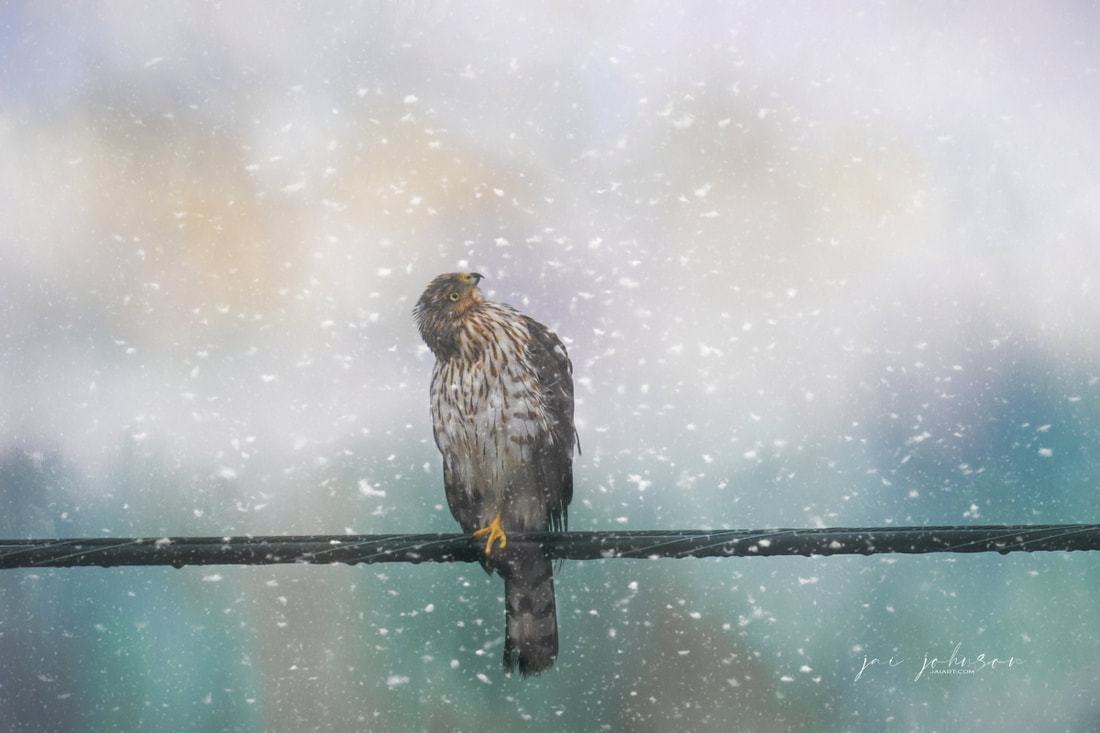 Winter Bird Art by Jai Johnson